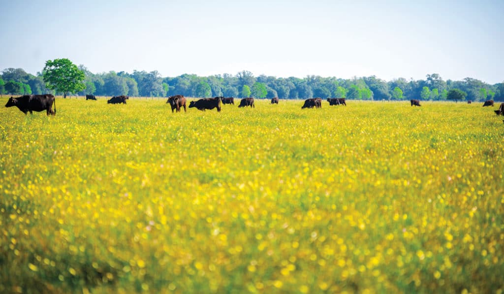 San Bernard River Ranch