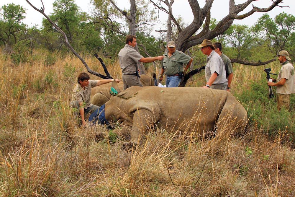 Conservationists with two rhinoceros