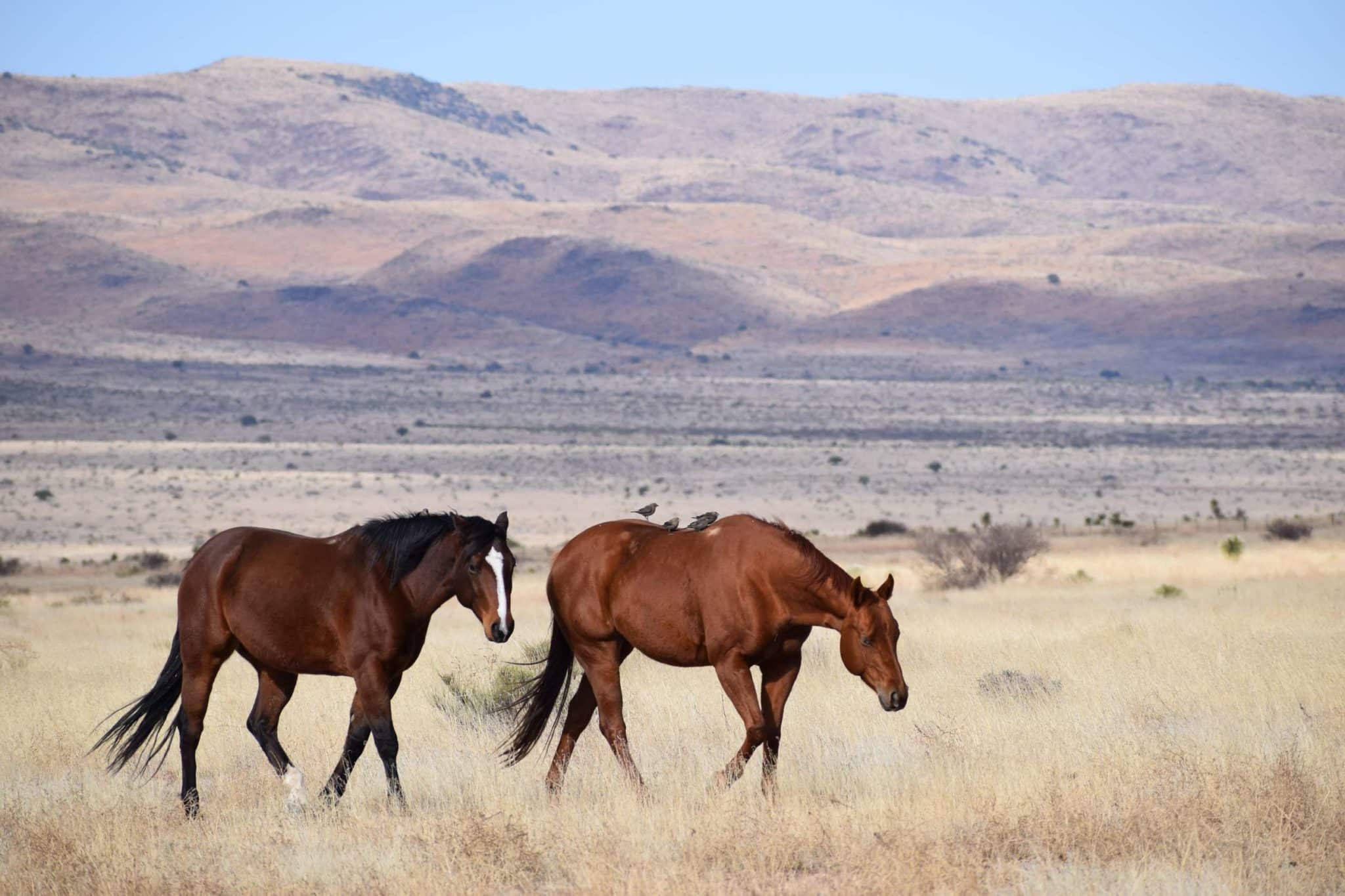 Featured Listing: Petan Ranch | Land.com
