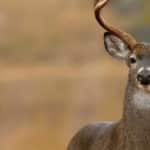 wildlife; whitetail deer buck