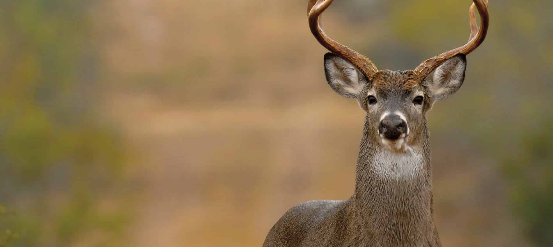 wildlife; whitetail deer buck