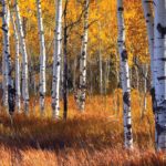 Aspens in Fall