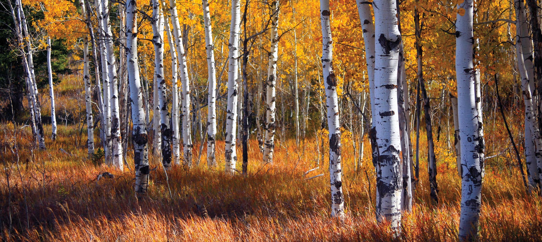 Aspens in Fall