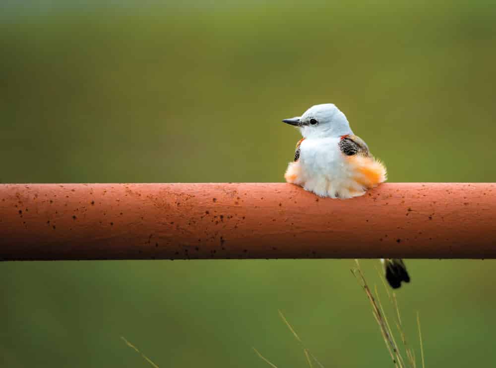 wildlife; Scissor-tailed Flycatcher (Tyrannus forficatus)