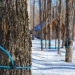 Maple syrup vacuum tubing system in front of a sugarhouse