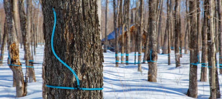 Maple syrup vacuum tubing system in front of a sugarhouse