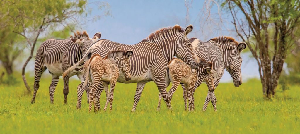 Grevy Zebra