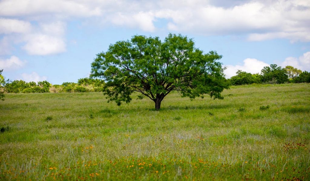 Cherokee Springs Ranch