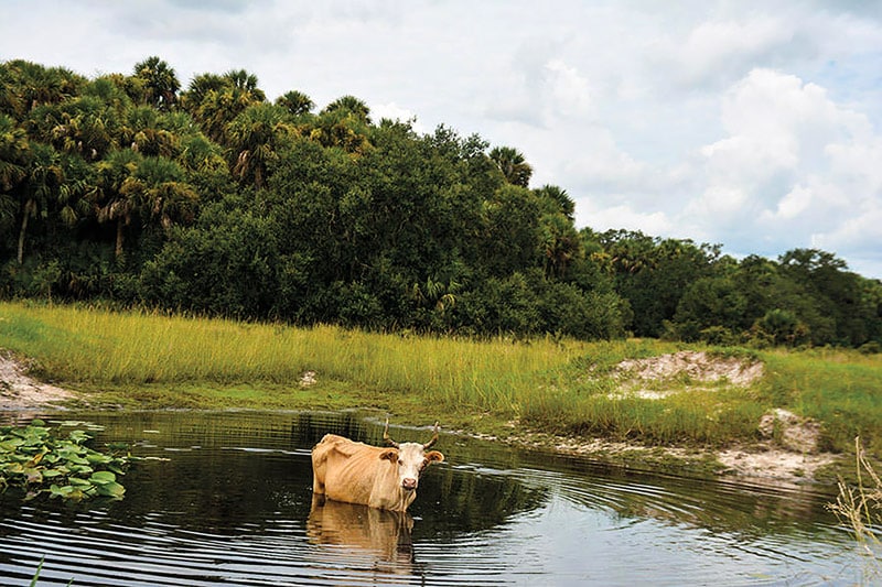 Kissimmee Prairie Ranch