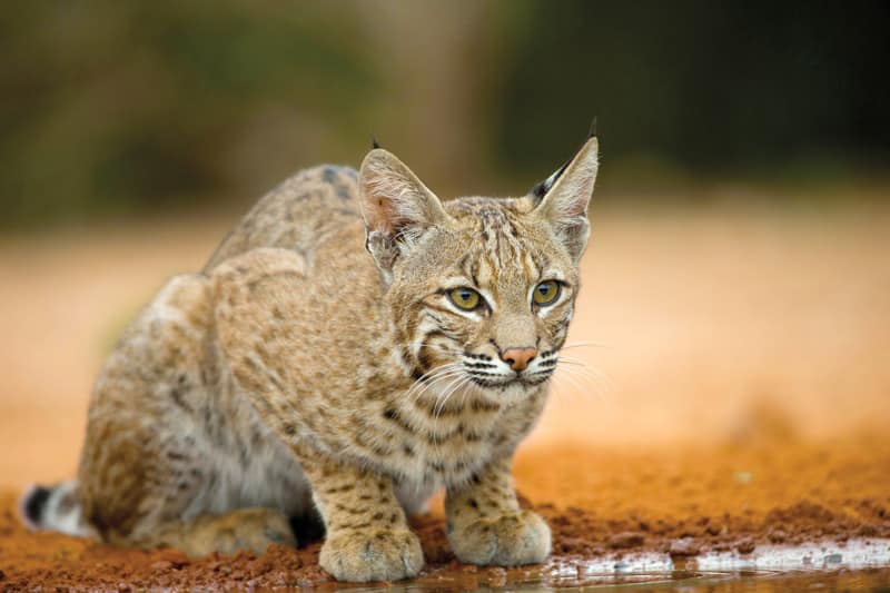 Texas Land Conservancy; bobcat near water