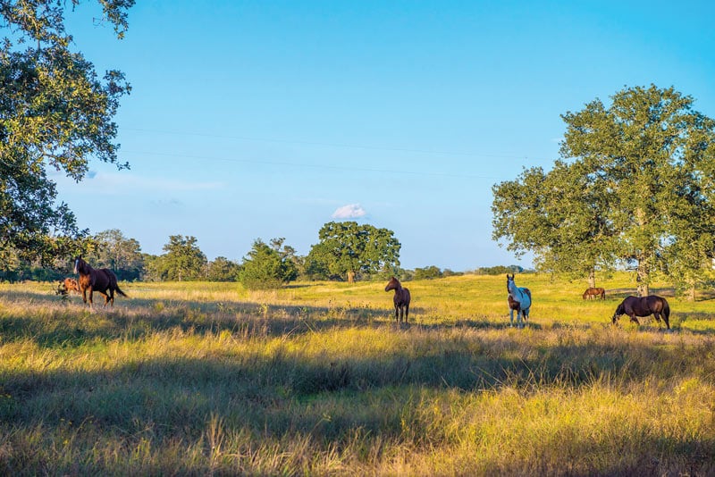 Texas Land Conservancy; horses in field