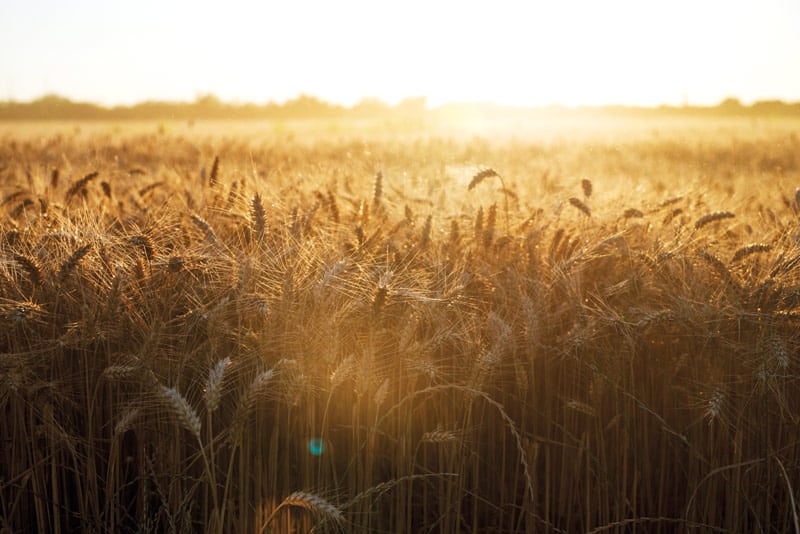 Texas Wildlife Association: The Voice of Texas Wildlife. Wheat field at golden hour.