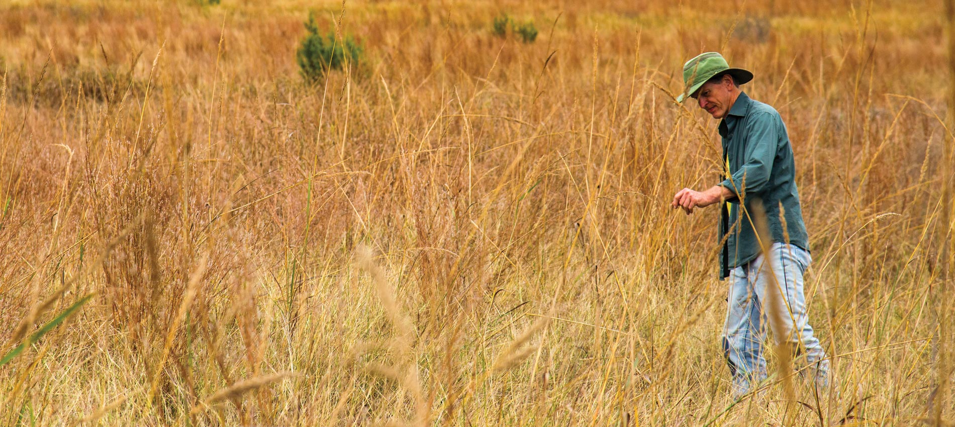 Texas Land Conservancy; man walking in field