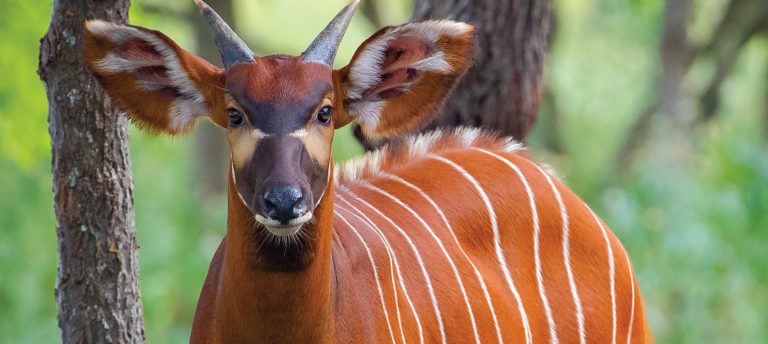 Bongo Antelope: Photo Credit: Daniel Verrips Photography