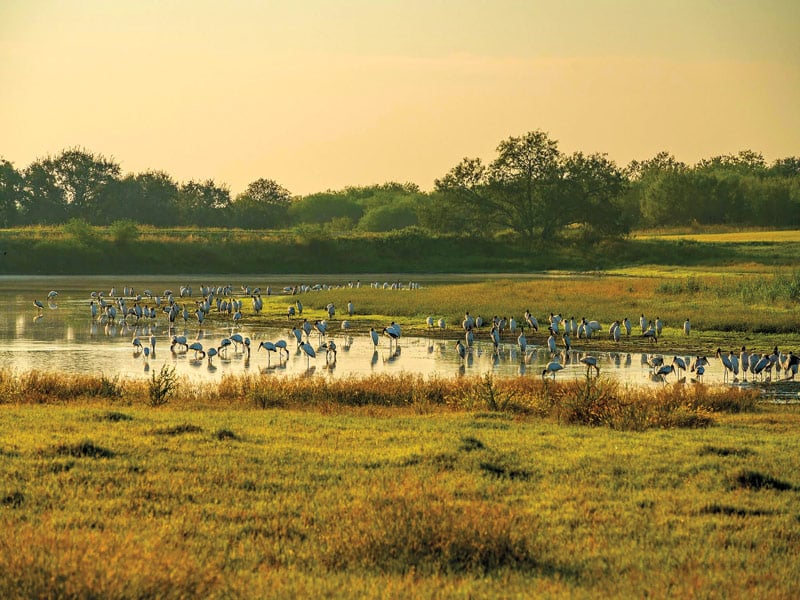 Lagarto Ranch