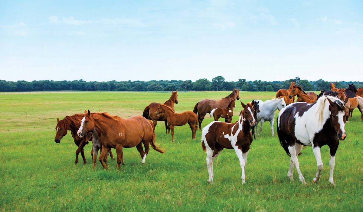 Featured Listing Terry Bradshaw’s Ranch