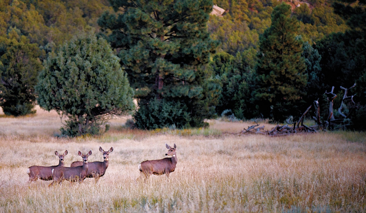 Landowner Hunting (EPLUS) in New Mexico Explained | Land.com