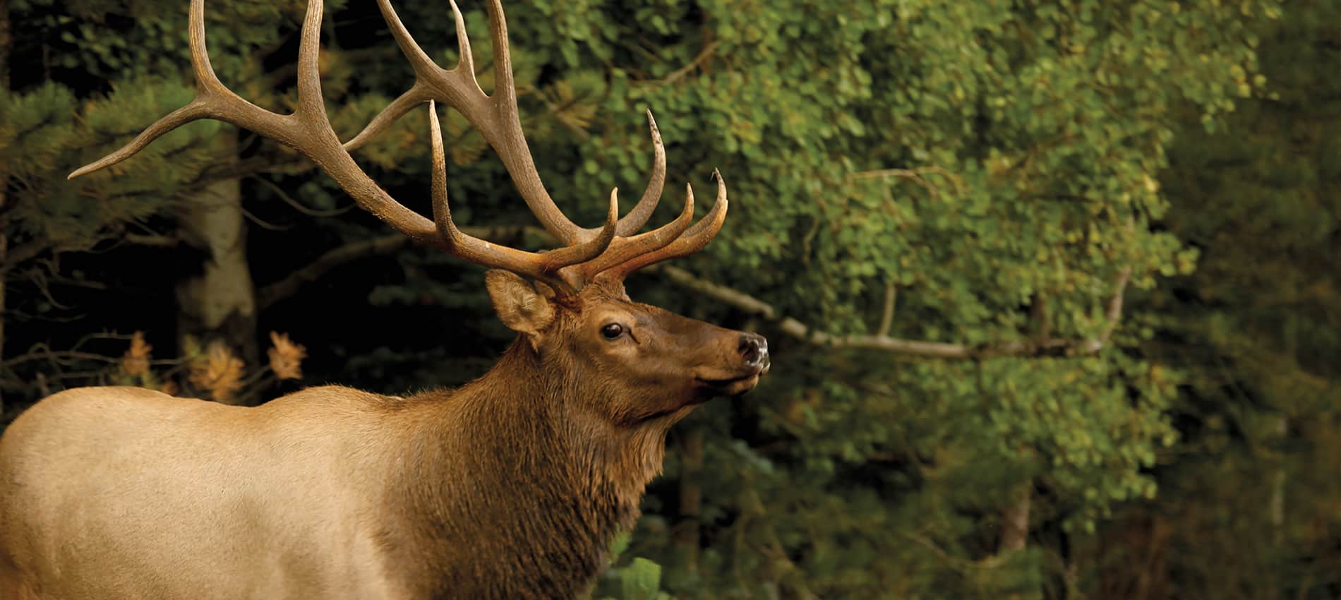 How to exchange an elk tag online