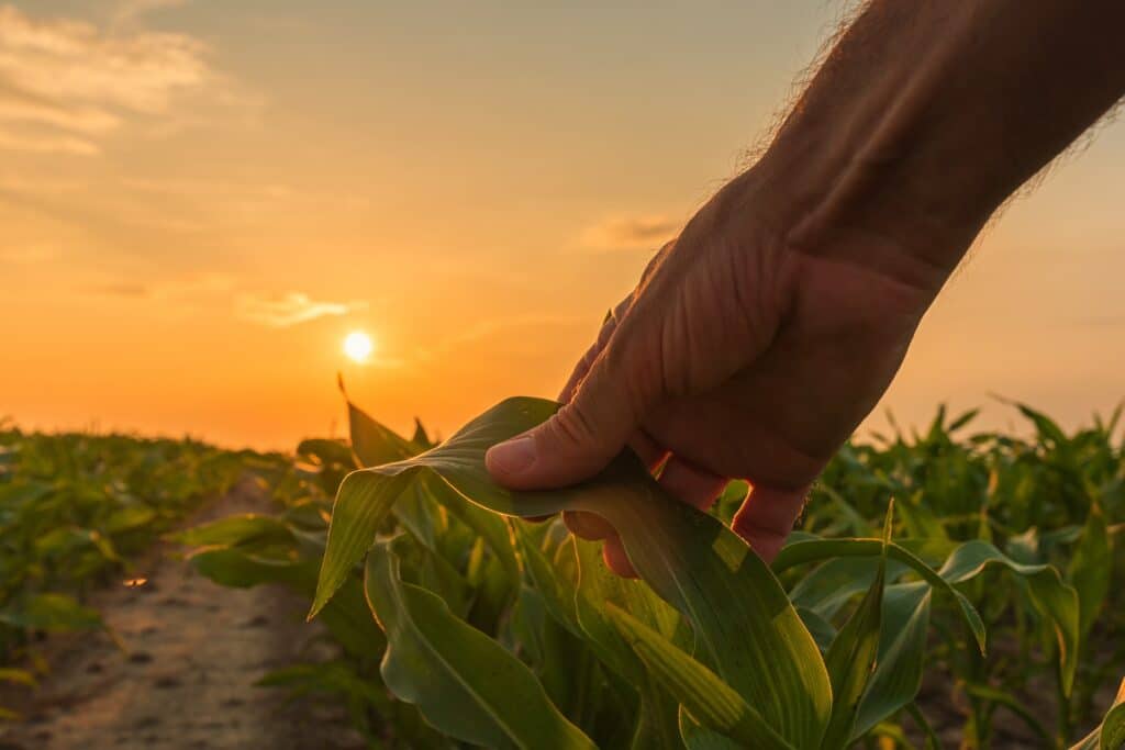 How to Prep Your Land for Summer Crops