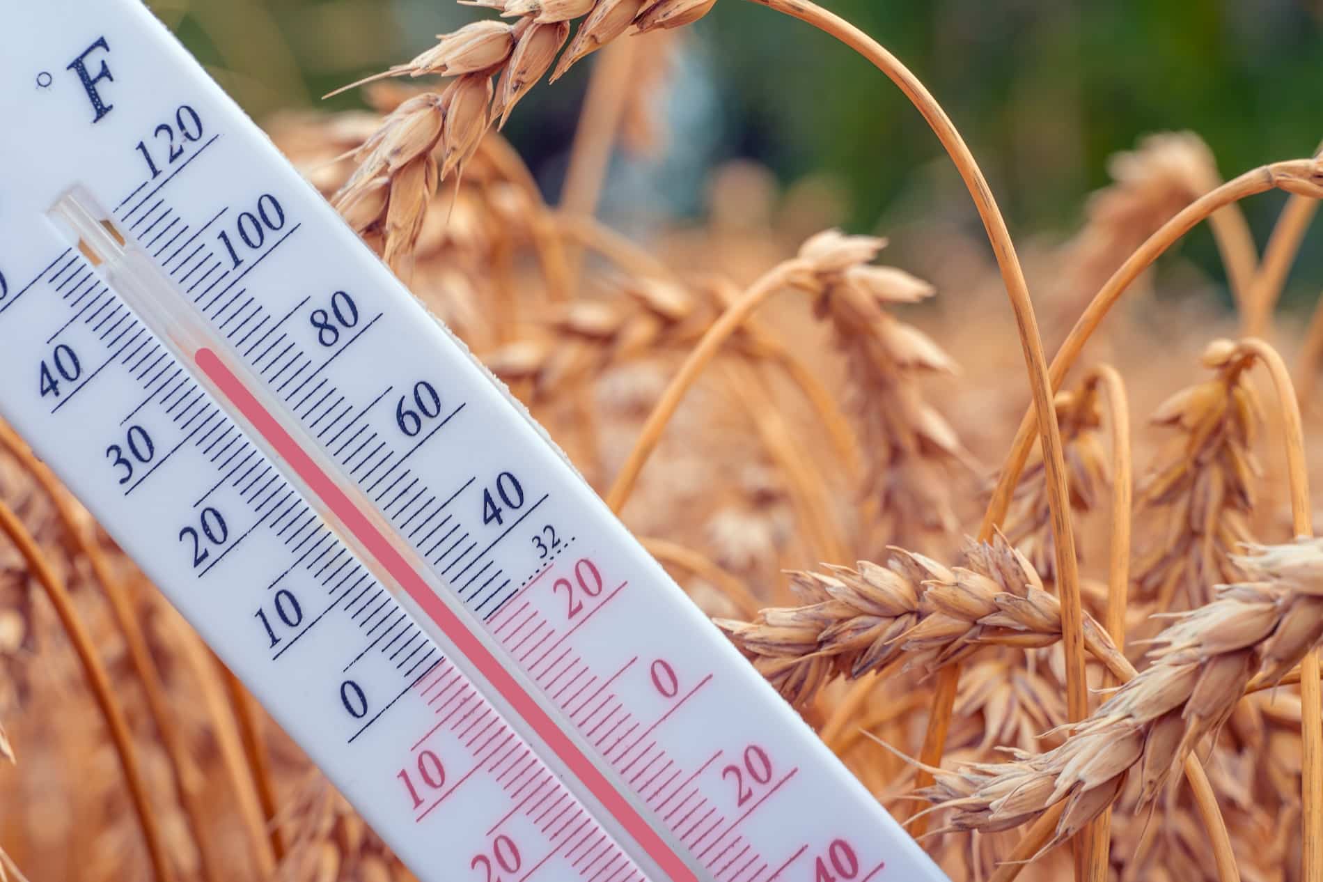 5 Ways to Protect Your Land During Upcoming Heatwaves