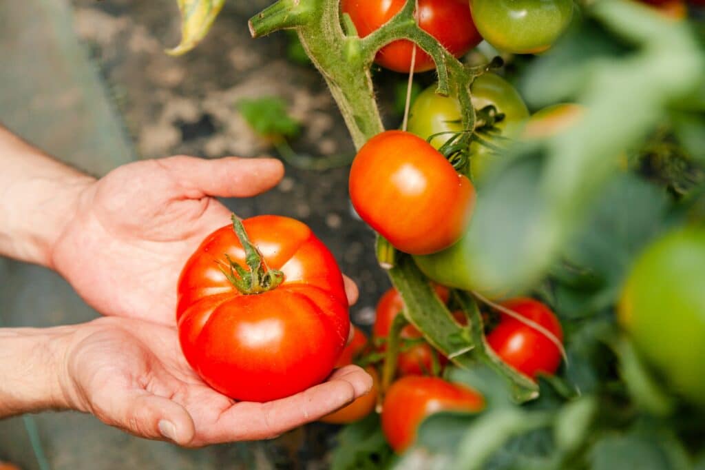 How to Prepare Your Summer Crops for Hot Months Ahead