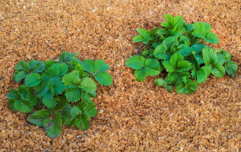 Utilizing Mulching to Retain Soil Moisture